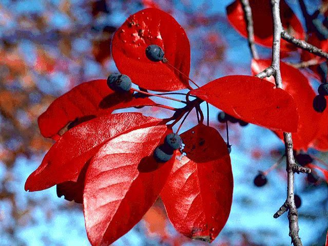 nyssa-sylvatica_leaf-fall-color-fruit1.jpg